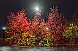 Autumn Streetlights_18205-10